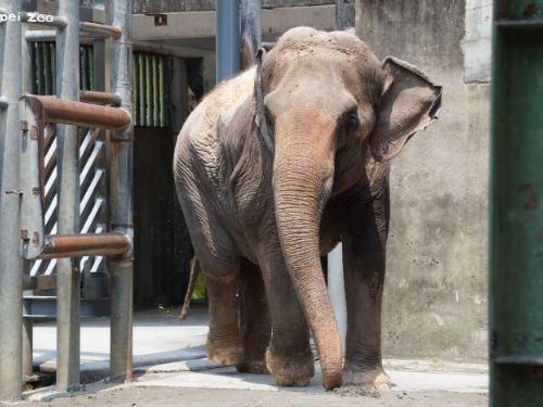 臺北市立動物園啟動雨林區更新，亞洲象友信、友愷暖心搬遷展開新生活
